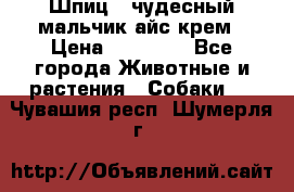 Шпиц - чудесный мальчик айс-крем › Цена ­ 20 000 - Все города Животные и растения » Собаки   . Чувашия респ.,Шумерля г.